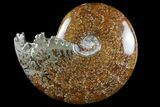 Polished, Agatized Ammonite (Cleoniceras) - Madagascar #97372-1
